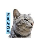 サバトラ猫のコハル☆広島弁（個別スタンプ：17）