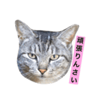 サバトラ猫のコハル☆広島弁（個別スタンプ：18）