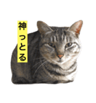 サバトラ猫のコハル☆広島弁（個別スタンプ：19）