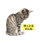 サバトラ猫のコハル☆広島弁（個別スタンプ：20）