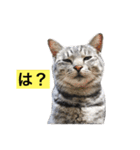 サバトラ猫のコハル☆広島弁（個別スタンプ：21）