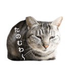 サバトラ猫のコハル☆広島弁（個別スタンプ：22）