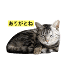 サバトラ猫のコハル☆広島弁（個別スタンプ：23）