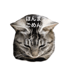サバトラ猫のコハル☆広島弁（個別スタンプ：24）