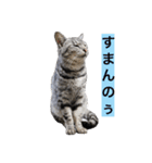 サバトラ猫のコハル☆広島弁（個別スタンプ：25）