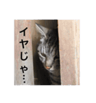 サバトラ猫のコハル☆広島弁（個別スタンプ：26）
