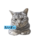 サバトラ猫のコハル☆広島弁（個別スタンプ：27）