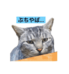 サバトラ猫のコハル☆広島弁（個別スタンプ：28）