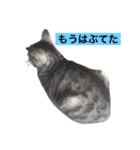 サバトラ猫のコハル☆広島弁（個別スタンプ：29）