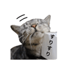 サバトラ猫のコハル☆広島弁（個別スタンプ：32）