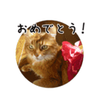 猫ソマリの日常（個別スタンプ：10）