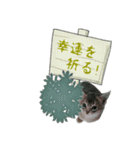 こねこ☆すたんぷ  5（個別スタンプ：18）