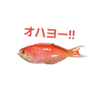 魚スタンプ777（個別スタンプ：3）