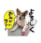 日本スピッツのユキと先輩犬パピたん（個別スタンプ：1）