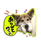 日本スピッツのユキと先輩犬パピたん（個別スタンプ：3）