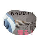 りんさんベスト（個別スタンプ：3）