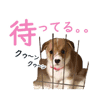 コーギーのさくら 犬写真スタンプ（個別スタンプ：16）