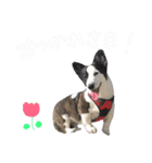 『犬は家族です』（個別スタンプ：9）