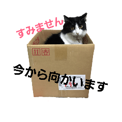 [LINEスタンプ] 日常使いできる猫スタンプ