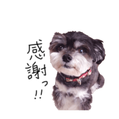 [LINEスタンプ] ちわまるのモカ