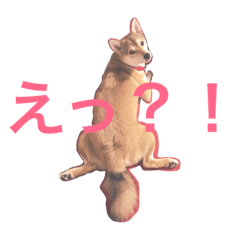 [LINEスタンプ] 雑種の小春のスタンプ