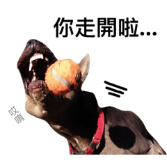 [LINEスタンプ] Thai Ridgeback Dog