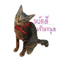 [LINEスタンプ] MaewMeowV1