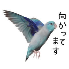 [LINEスタンプ] 空飛ぶマメルリハ