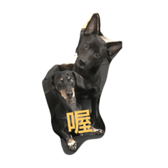 [LINEスタンプ] The daily life of two dogs