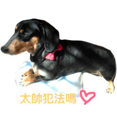 [LINEスタンプ] hakunamatata dog