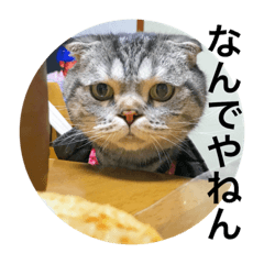 [LINEスタンプ] うちのトム様 4の画像（メイン）