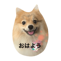 [LINEスタンプ] ポメラニアンのきなこすけ②