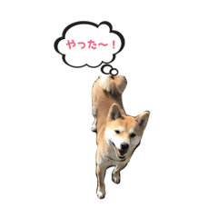 [LINEスタンプ] ドッグラン