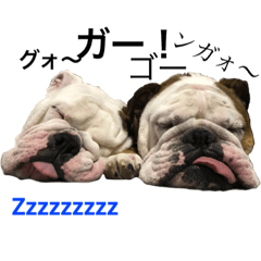 [LINEスタンプ] ブルドッグ兄弟 M＆C