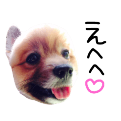 [LINEスタンプ] こことぎん