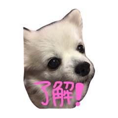 [LINEスタンプ] 愛犬 ひかる