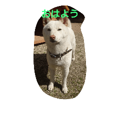 [LINEスタンプ] 柴犬シロ君