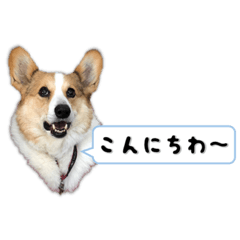 [LINEスタンプ] おりこうわんこBASIC