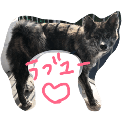 [LINEスタンプ] 秋田犬の銀丸②