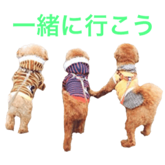 [LINEスタンプ] chami toy poodleの画像（メイン）