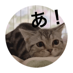 [LINEスタンプ] ron and yuki is cute cats