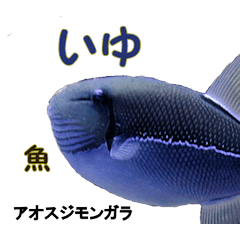 [LINEスタンプ] 沖縄のレアな魚がしゃべるウチナーグチの画像（メイン）