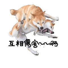 [LINEスタンプ] Shiba inu Lucky life