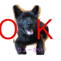 [LINEスタンプ] 甲斐犬 こたろう