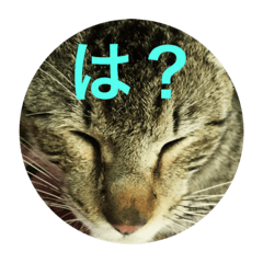 [LINEスタンプ] 野良猫トラ