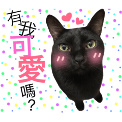 [LINEスタンプ] Cat  .