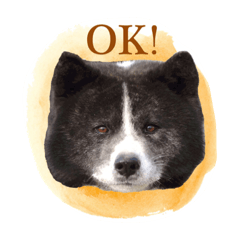 [LINEスタンプ] akitadog taro