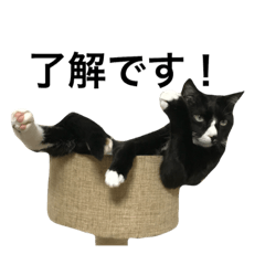 [LINEスタンプ] 日常で使えるタキシード猫