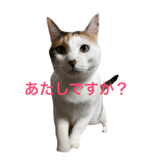 [LINEスタンプ] あたしですか？