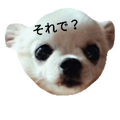 [LINEスタンプ] ヤル気ない犬